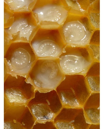 ECO ORGANIC NATURAL RUSSIAN SIBERIAN CREAMED SPREAD HONEY WITH ROYAL JELLY