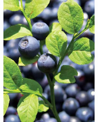 ECO ORGANIC NATURAL RUSSIAN SIBERIAN CREAMED SPREAD HONEY WITH BLUEBERRY